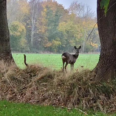 Gaestehaus Am Brockeswald Σπίτι διακοπών Κουξχάφεν